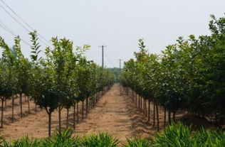 泰山雨林園藝簡介,地址