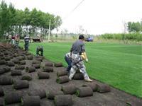 哈爾濱市政綠化工程圖片_高清圖