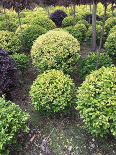 基地直供私家花園景觀造型綠化苗木、園林綠化工程施工