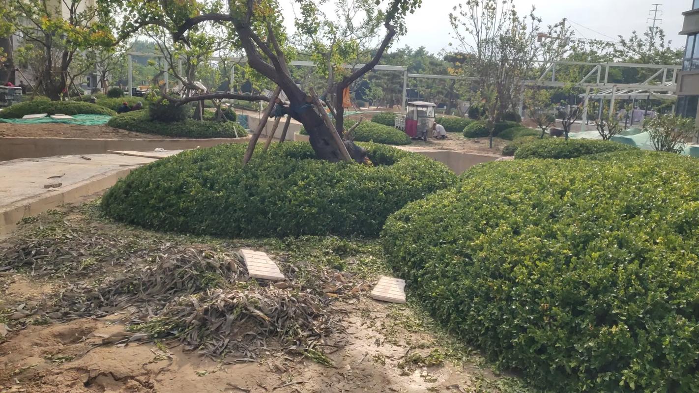 施工現(xiàn)場實拍 專業(yè)的事交給專業(yè)的人 園林綠化工程 小區(qū)綠化